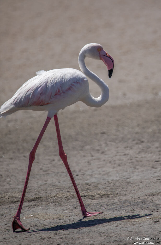 Greater Flamingoadult, walking