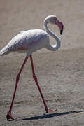 Greater Flamingo