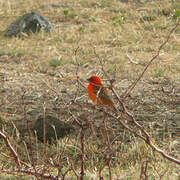 Red Fody