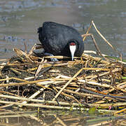 Red-knobbed Coot