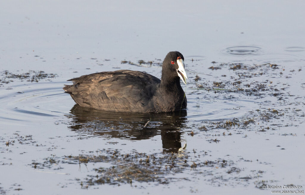 Red-knobbed Cootadult