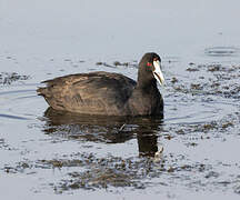 Red-knobbed Coot