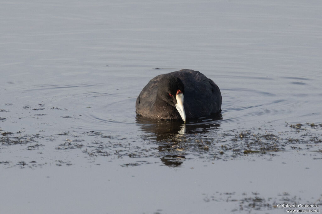 Red-knobbed Cootadult