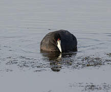 Red-knobbed Coot