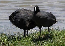 Red-knobbed Coot