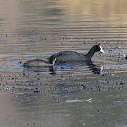Red-knobbed Coot