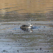 Red-knobbed Coot