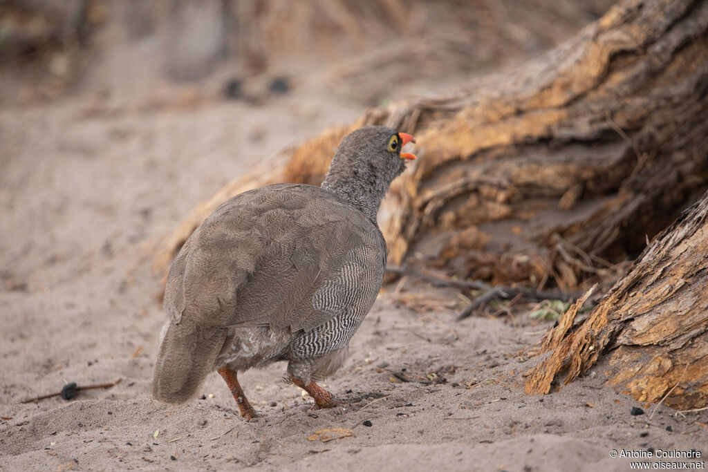 Red-billed Spurfowladult, song