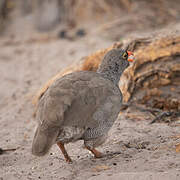 Red-billed Spurfowl