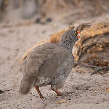 Francolin à bec rouge