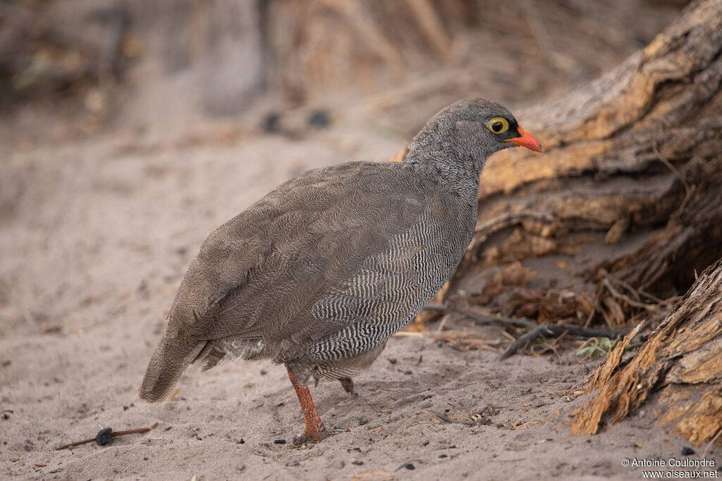 Red-billed Spurfowladult