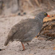 Francolin à bec rouge