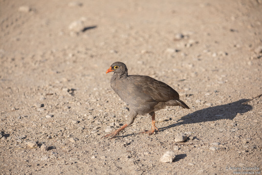 Francolin à bec rouge