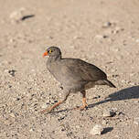 Francolin à bec rouge