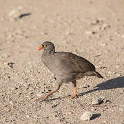 Red-billed Spurfowl