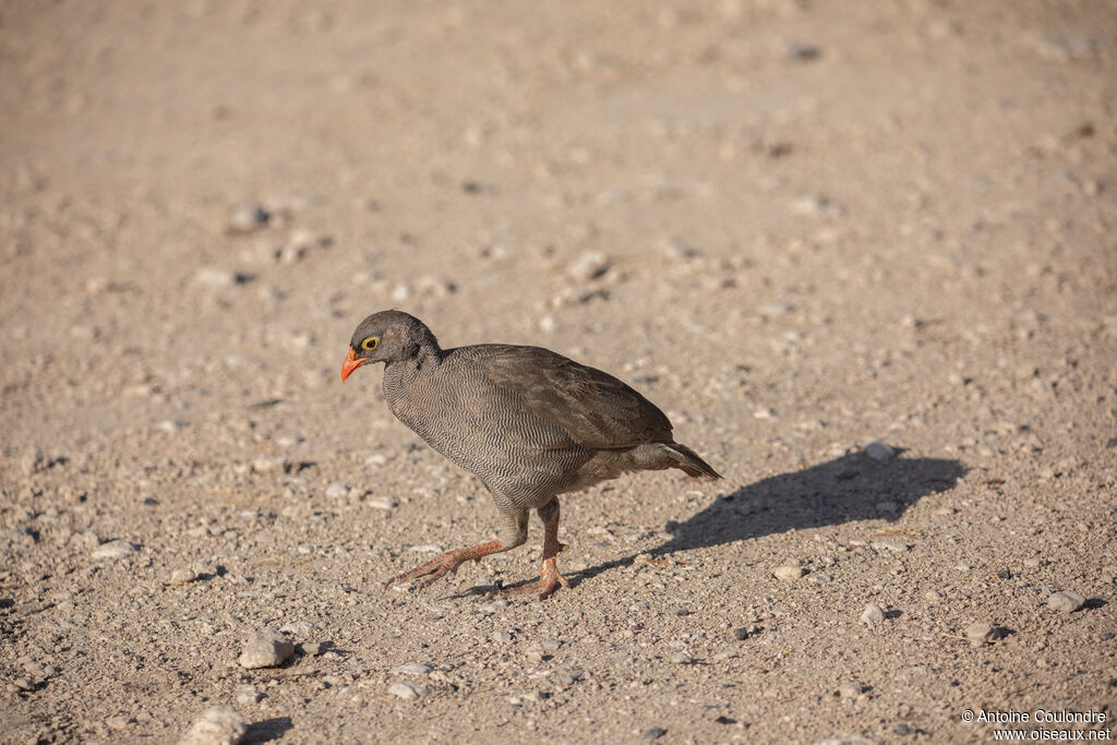 Red-billed Spurfowl