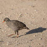 Francolin à bec rouge