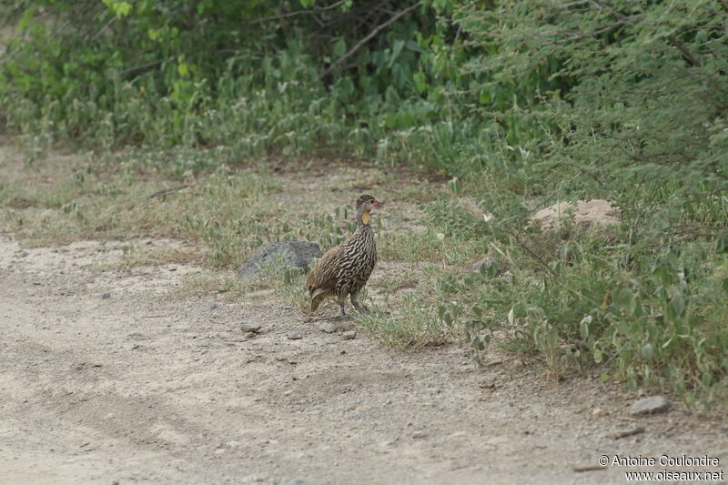 Yellow-necked Spurfowl