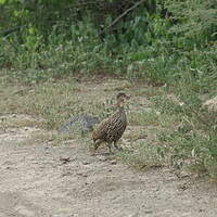 Francolin à cou jaune