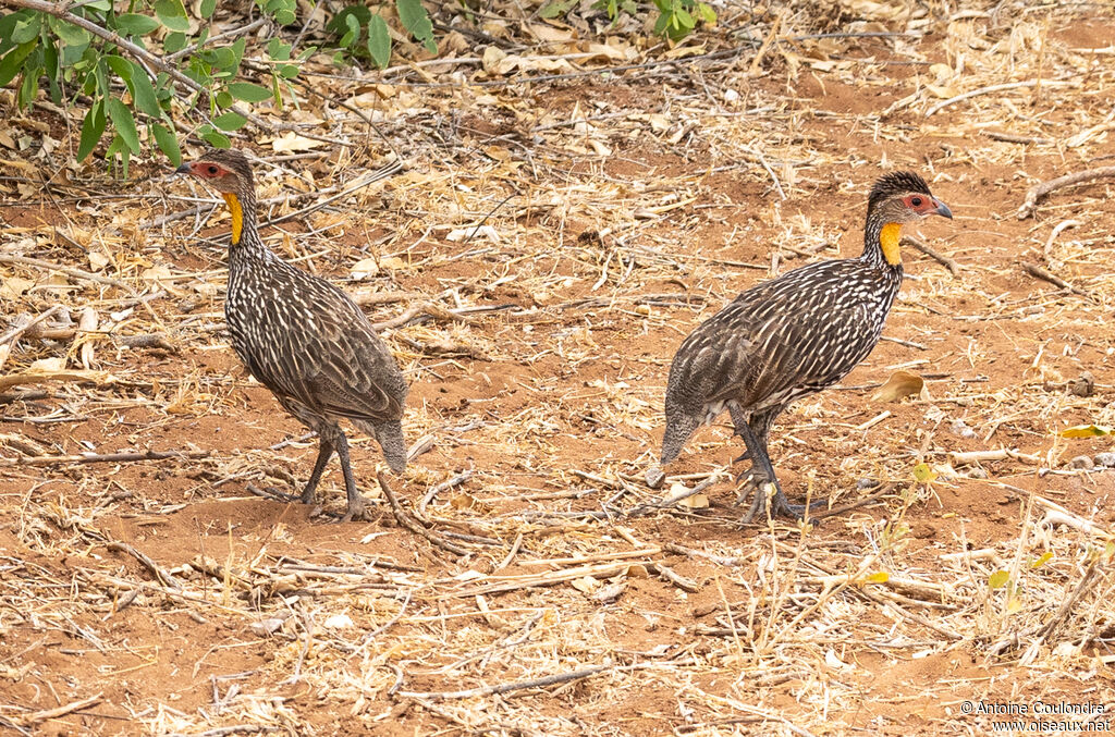 Francolin à cou jauneadulte