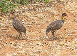 Francolin à cou jaune