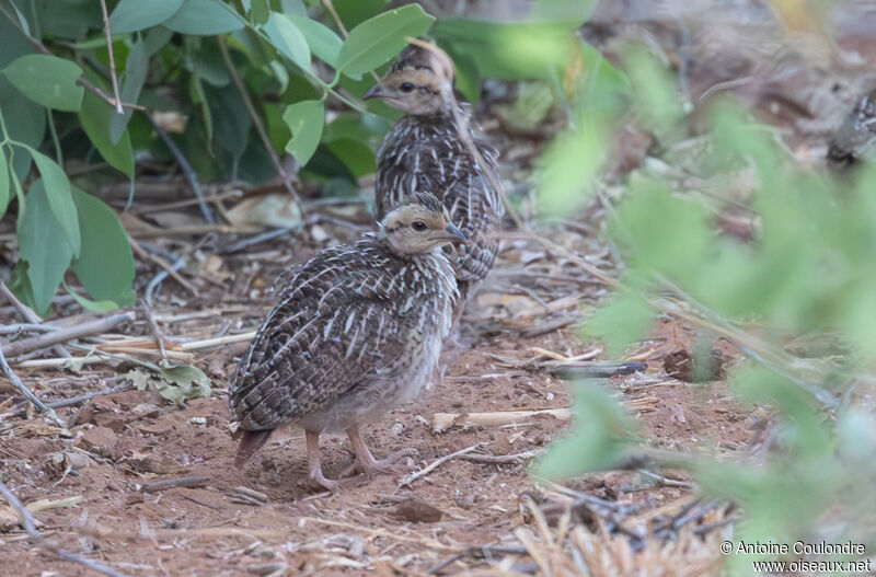 Yellow-necked Spurfowljuvenile