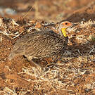 Francolin à cou jaune