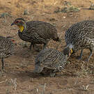 Francolin à cou jaune