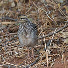 Francolin à cou jaune