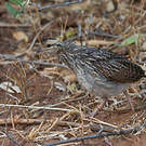 Francolin à cou jaune