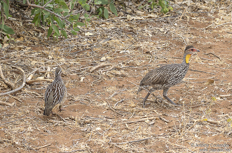 Francolin à cou jauneadulte