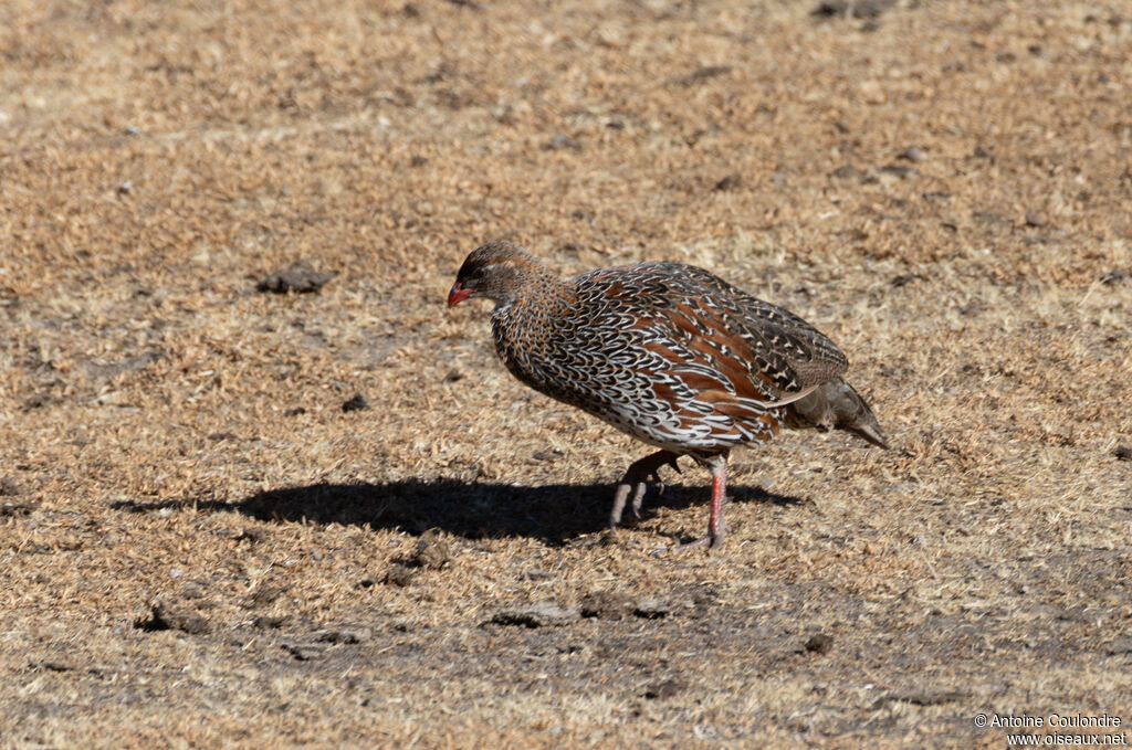 Chestnut-naped Spurfowladult, fishing/hunting