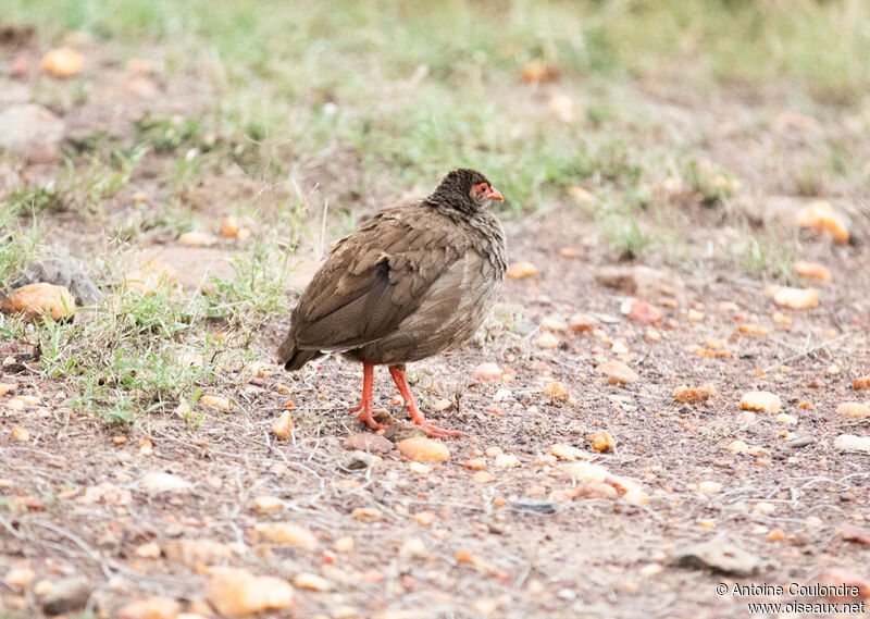 Red-necked Spurfowl