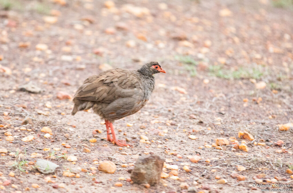 Francolin à gorge rouge