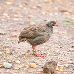 Francolin à gorge rouge