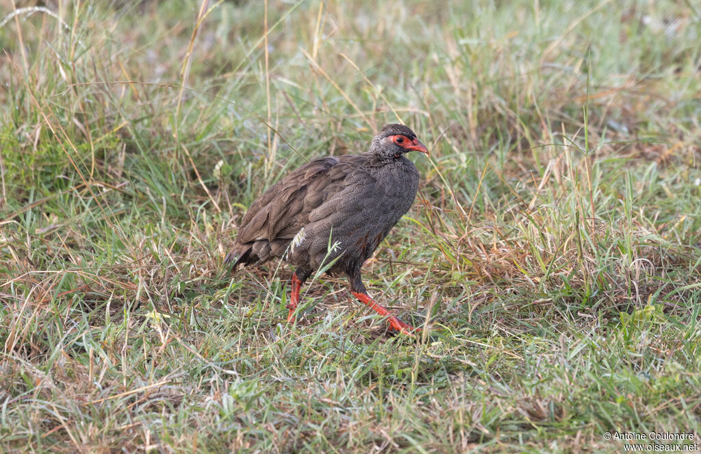 Francolin à gorge rougeadulte