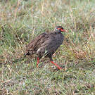 Francolin à gorge rouge