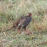 Francolin à gorge rouge