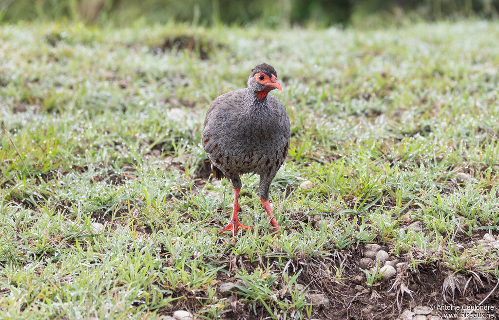 Francolin à gorge rouge