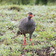 Francolin à gorge rouge