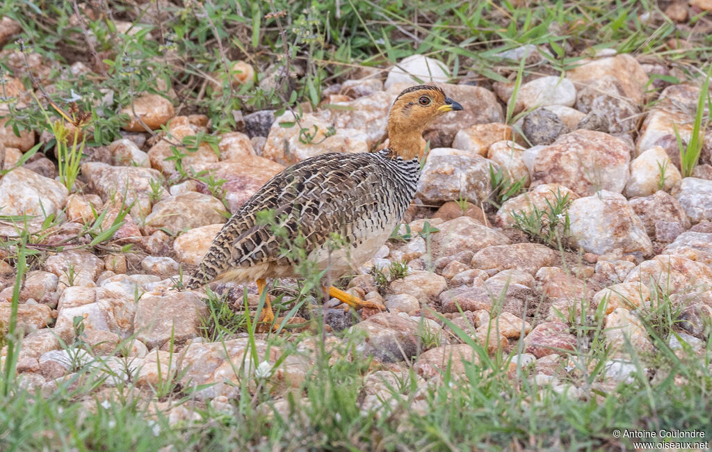 Coqui Francolin male adult