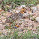 Francolin coqui