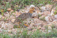 Francolin coqui