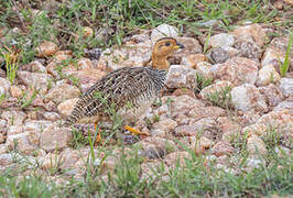 Francolin coqui