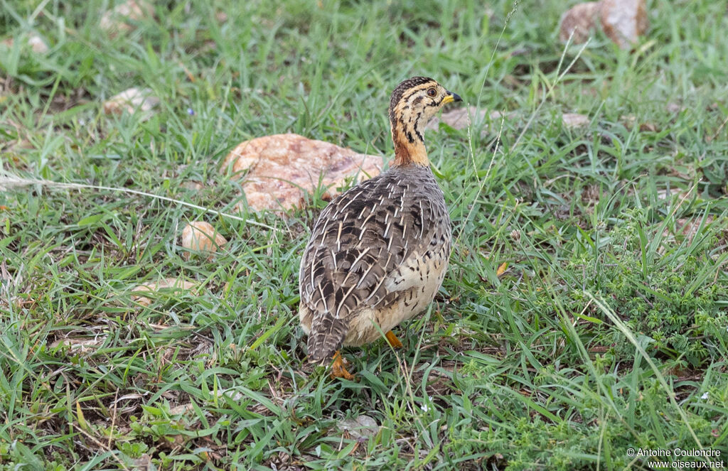 Coqui Francolin female adult