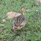 Francolin coqui