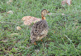 Coqui Francolin