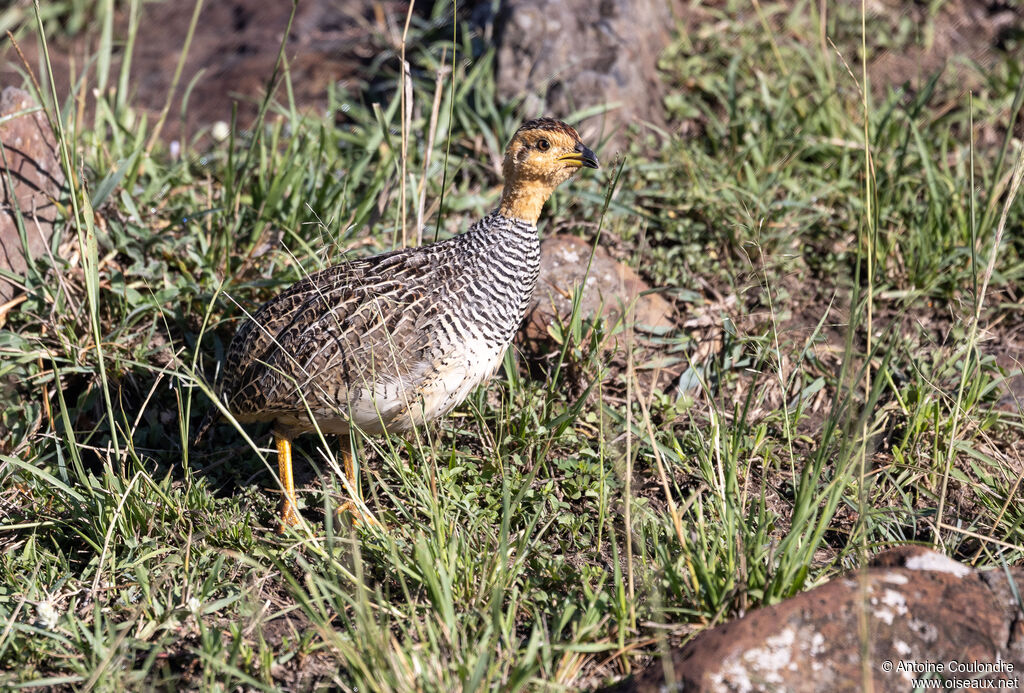 Coqui Francolin male adult