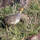 Francolin coqui