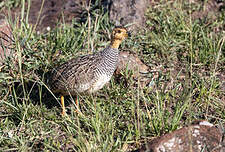 Francolin coqui